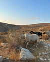 liem_sadan Altpins Profile Picture