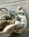 lifeofsallydorasnow Altpins Profile Picture