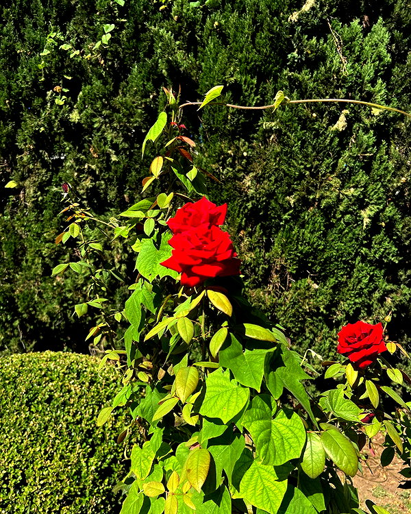 lihi.k_ instagram image archive image