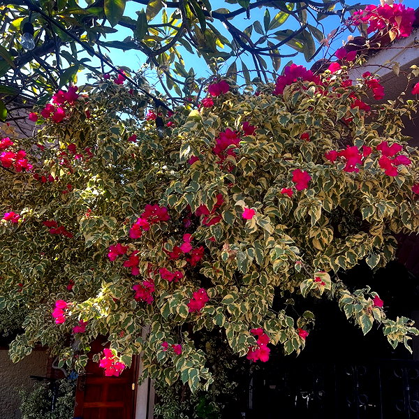 liiuuar instagram image archive image