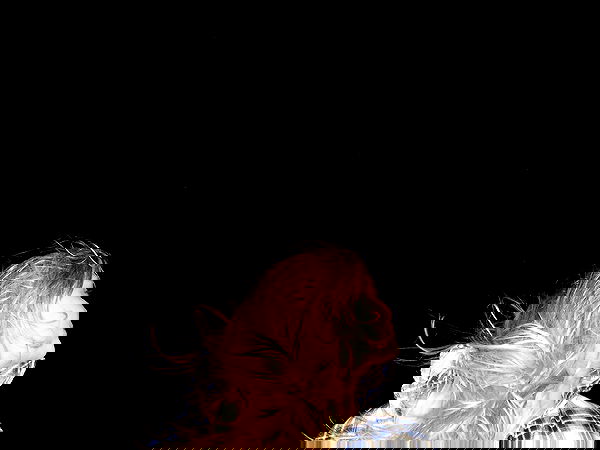 lila.garnik lila.garnik archive image