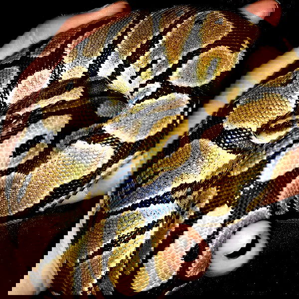 lilith.hecate lilith.hecate archive image