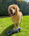 lilliaanderson Altpins Profile Picture