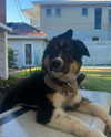 lilliaanderson Altpins Profile Picture