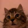 lilyraedolls Altpins Profile Picture