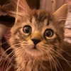 lilyraedolls Altpins Profile Picture