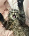 lilyraedolls Altpins Profile Picture
