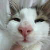 lilyraedolls Altpins Profile Picture