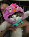 lilyraedolls Altpins Profile Picture