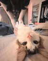 lilyraedolls Altpins Profile Picture