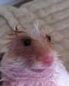lilyraedolls Altpins Profile Picture