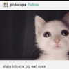 lilyraedolls Altpins Profile Picture