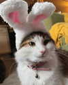 lilyraedolls Altpins Profile Picture