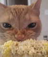 linzor Altpins Profile Picture