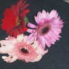 lior_levrun Altpins Profile Picture