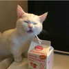 lior_levrun Altpins Profile Picture