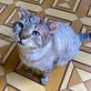 lior_levrun Altpins Profile Picture