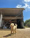liorelbaz Altpins Profile Picture