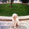 liorelbaz Altpins Profile Picture