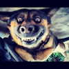 liorelbaz Altpins Profile Picture