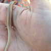 liorelbaz Altpins Profile Picture