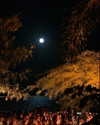 liori_hen Altpins Profile Picture