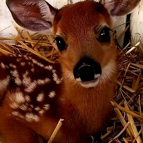 little.warren_ little.warren_ archive image