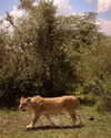 lizakovalenkoo Altpins Profile Picture