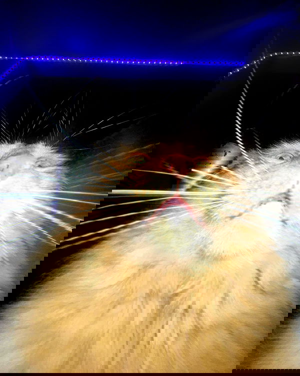 llilbby llilbby archive image