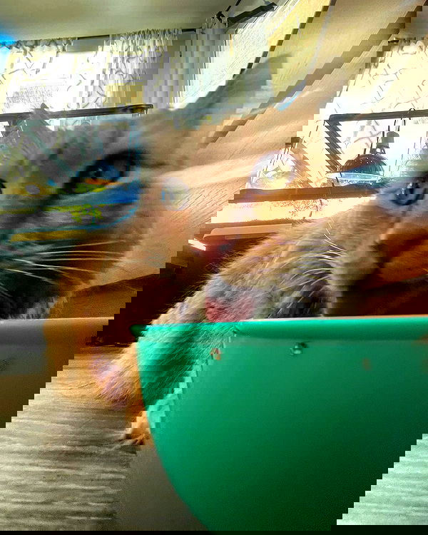 llilbby llilbby archive image