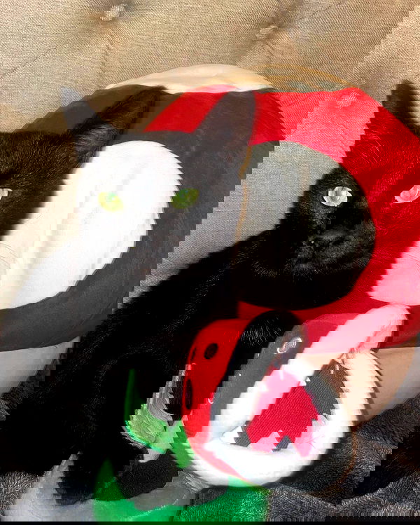 llilbby llilbby archive image