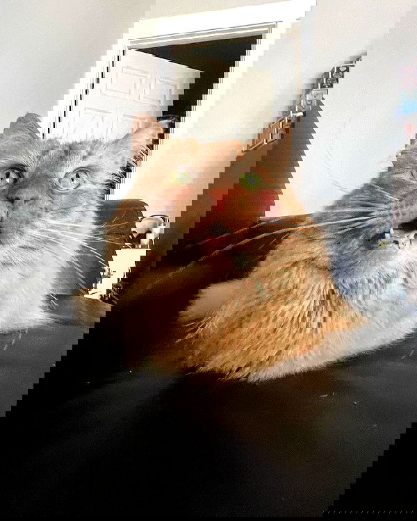 llilbby llilbby archive image