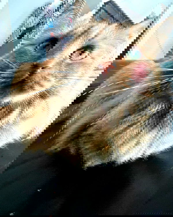 llilbby llilbby archive image