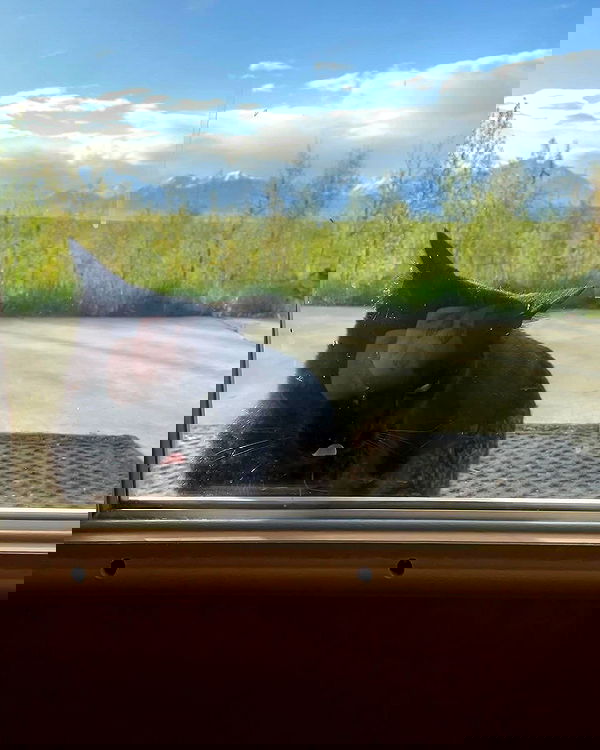 llilbby llilbby archive image