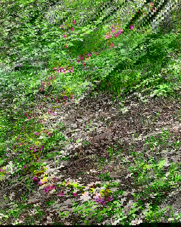 llilbby llilbby archive image