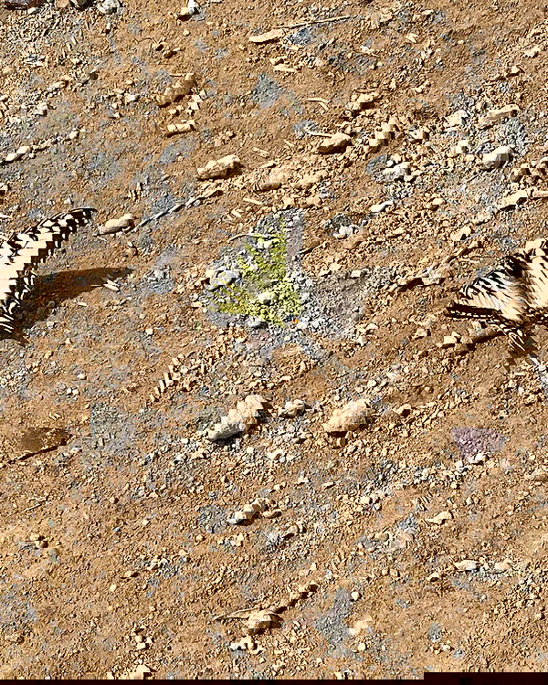 llilbby llilbby archive image