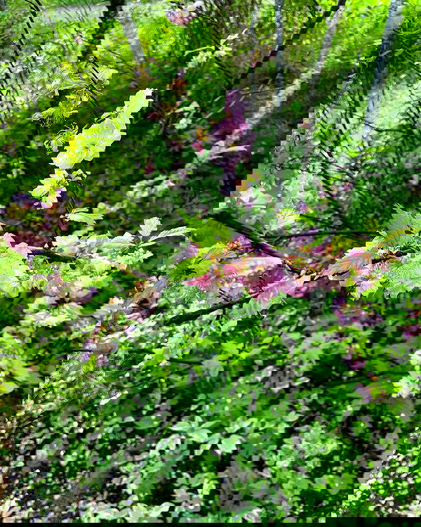 llilbby llilbby archive image