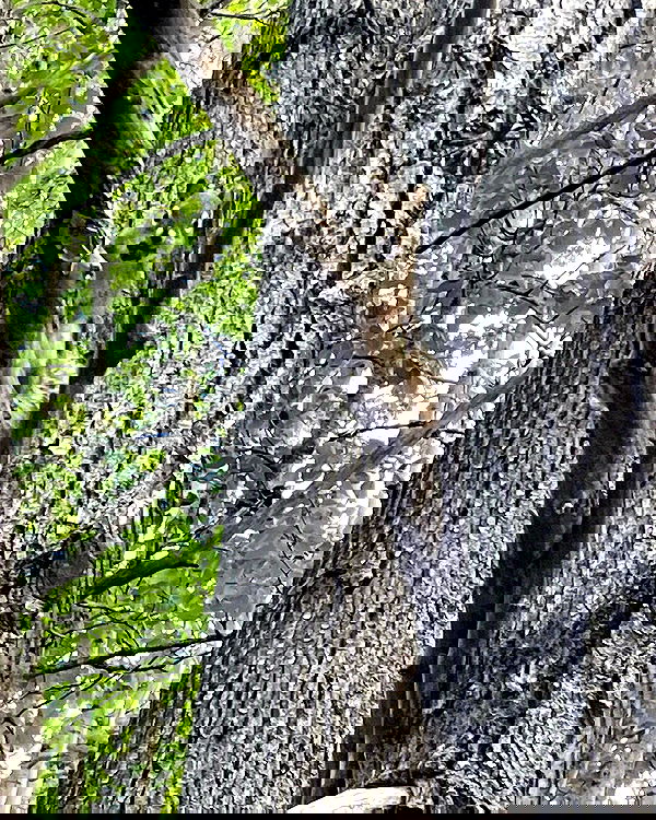 llilbby llilbby archive image