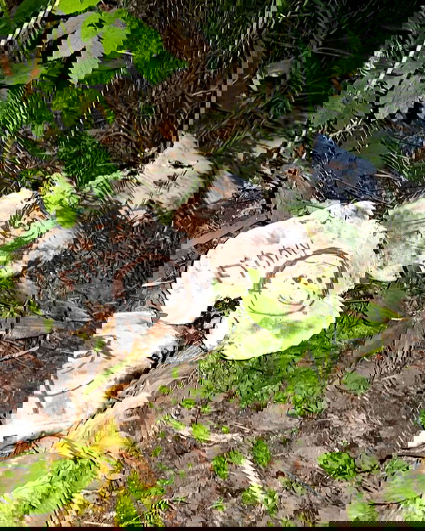 llilbby llilbby archive image