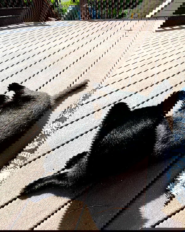 llilbby llilbby archive image