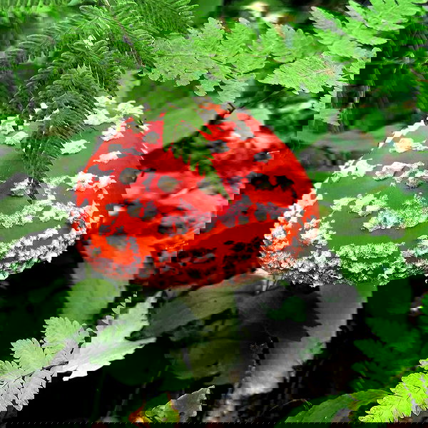 llilbby llilbby archive image