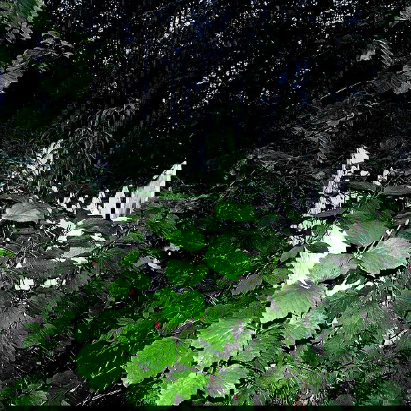 llilbby llilbby archive image