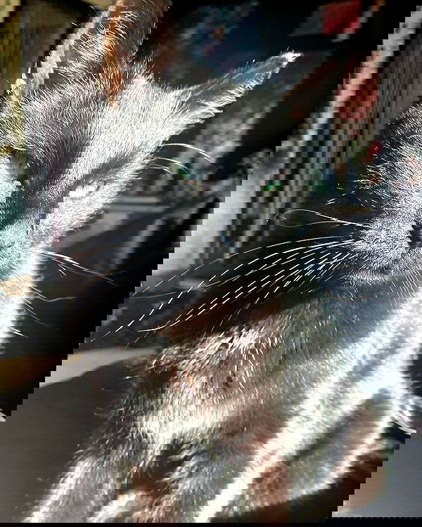 llilbby llilbby archive image