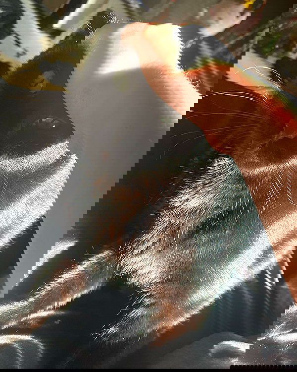 llilbby llilbby archive image