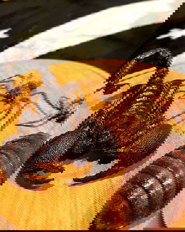 llilbby llilbby archive image