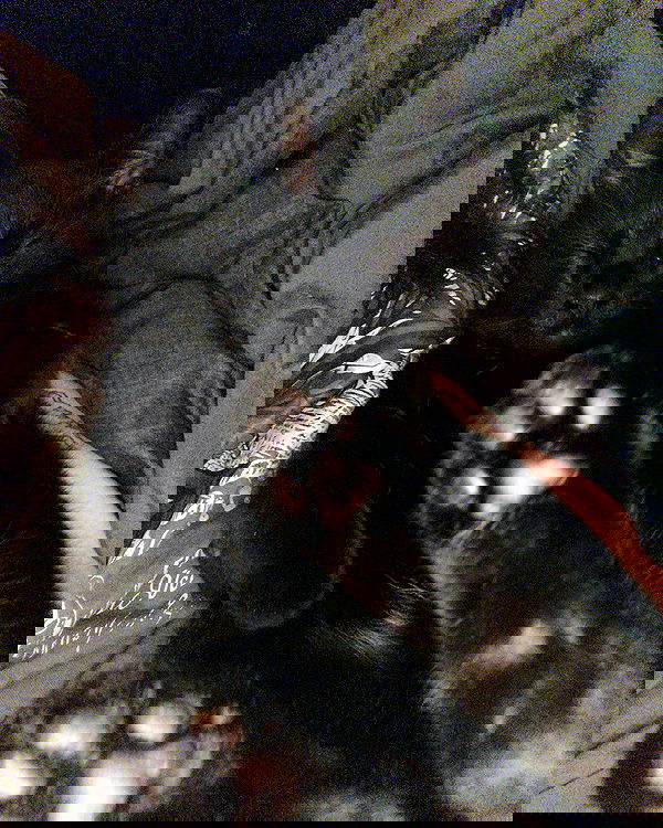 llilbby llilbby archive image