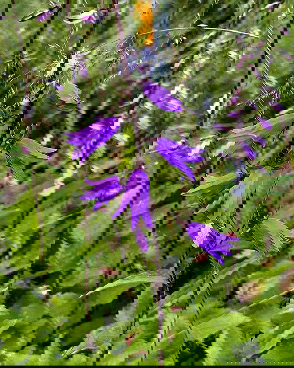 llilbby llilbby archive image