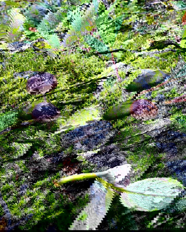 llilbby llilbby archive image