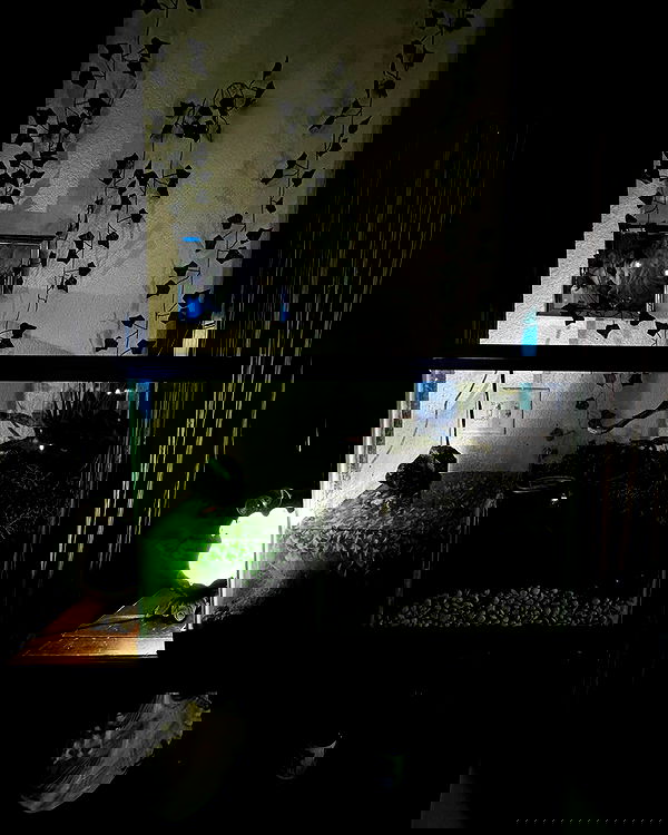 llilbby llilbby archive image