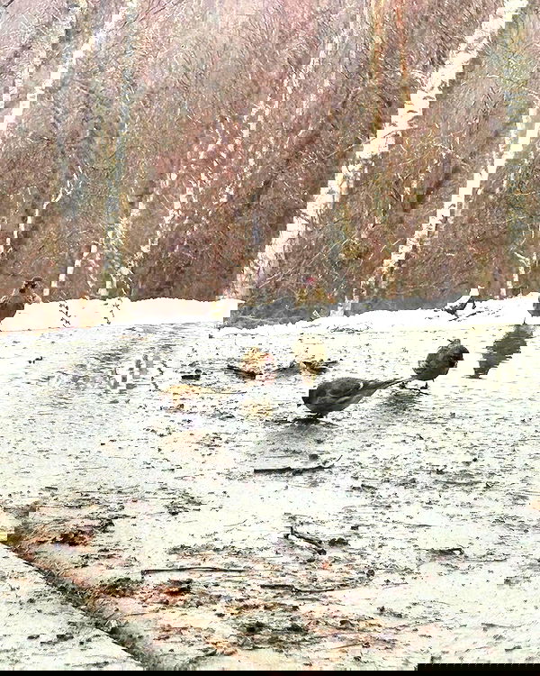 llilbby llilbby archive image